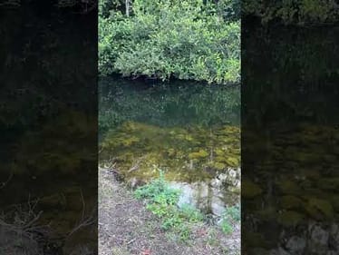 So Many Fish in here