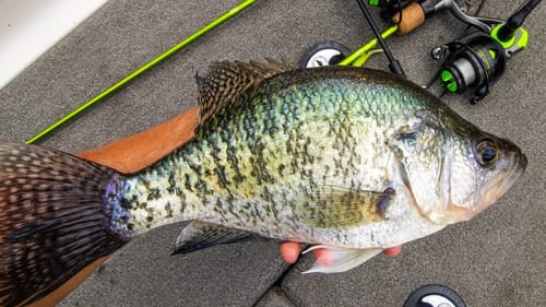 CRAPPIE FISHING BRIDGES In The SUMMER! (Lake Guntersville)