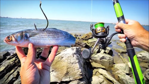 TROPHY Bucket-List Fish INHALES My Giant Bait while Bank Fishing!!