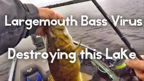 What a Strange Day - My First Experience with Largemouth Bass Virus