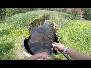 Roadside Small Creek Fishing For Clear Water Bass