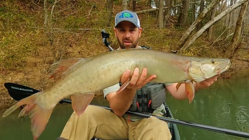 Caught a Tennessee Musky