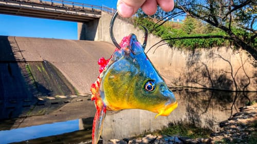 I've NEVER Seen So Many GIGANTIC Fish Living in a TINY CREEK!!!
