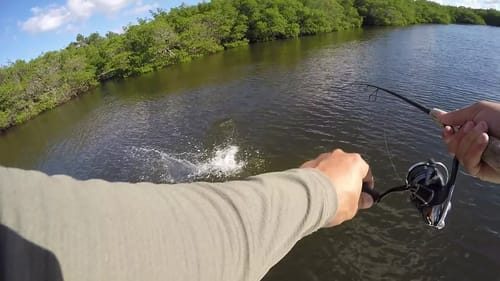 WE CAN'T GET AWAY FROM THESE FISH