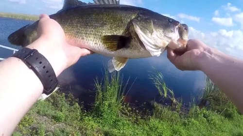 Fishing for Big Largemouth Bass