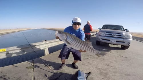 Giant California Aqueduct Striper (My Personal Best)