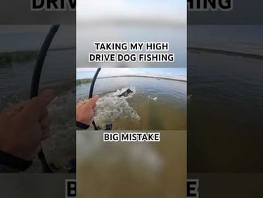 Taking my high drive dog fishing gone wrong. #helpmemakethismakesense