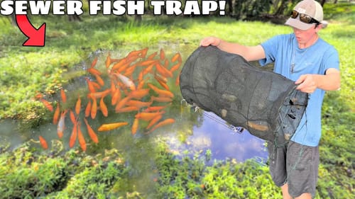 FISH TRAP CATCHES COLORFUL FISH in WALMART SEWER!