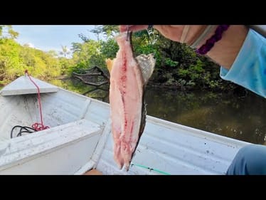 250 LB CREEK MONSTER caught on CUT BAIT!!