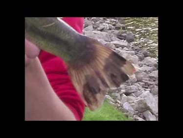 Same bass different lakes?!