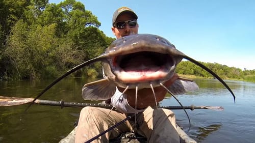 Power Pole And A Catfish