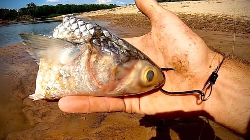 GIANT CREEK FISH eats THIS HUGE BAIT!!