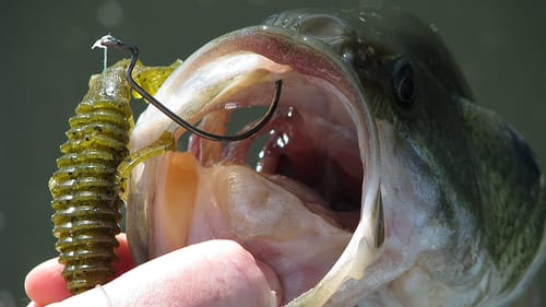 How To Texas Rig A Plastic Bait The Right Way | Bass Fishing