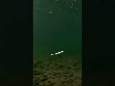 The little @FishLabTackle Nature Series Swimbait will get it done this winter ❄️ 🥶