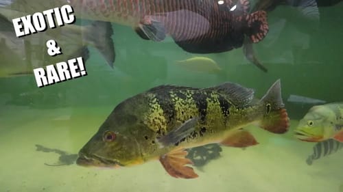 EXOTIC and RARE Fish At Predatory Fins!