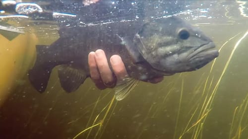 Best Smallmouth Bass Fishing Patterns from Canada