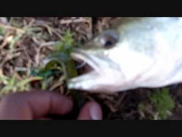 shakey head rig bass fishing