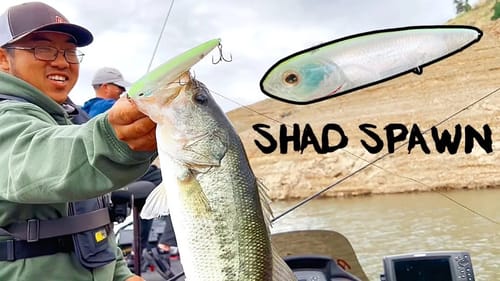 Throwing Walking Baits During the Shad Spawn
