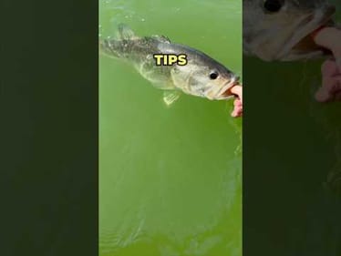 3 Tips for Catching More Fish During Pre-Spawn Season #fishing