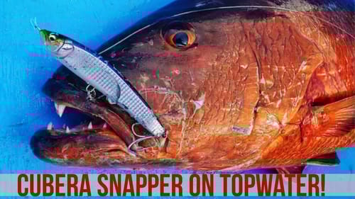 Cubera Snapper fishing in Costa Rica Megabass Or Poi - Part 6
