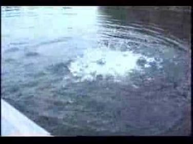 Largemouth Bass Fishing. Several Big Bass.