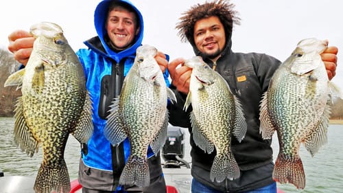 How to Catch GIANT 2-3LB CRAPPIE on LIVESCOPE! (Crappie Fishing Lake Guntersville!)
