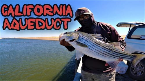They are Chewing! Striper Fishing California Aqueduct