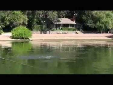 Topwater Mayhem- Lunker Punker Style