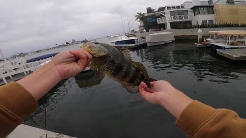 Spotted Bass fishing in Newport Bay