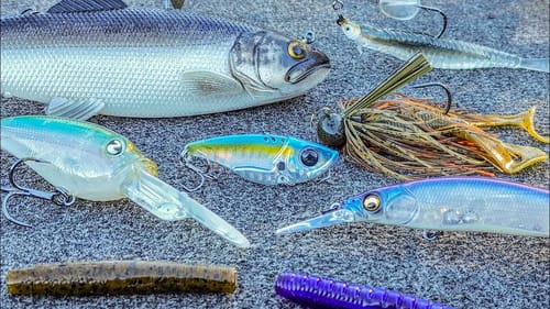 How To Catch Bass During The Fall To Winter Transition (Cold Water Baits)