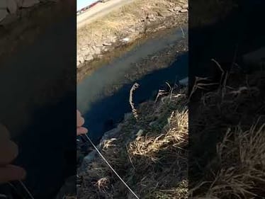 Bow Fishing Big Carp