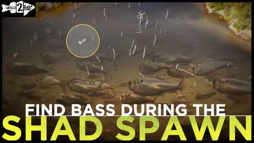 Where to Find Bass During the Shad Spawn - Think Timber!