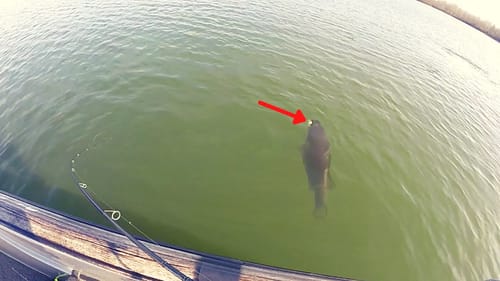 FISHING One of the TRULY BEST Winter Lures (HOW TO)