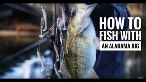 The ULTIMATE TIPS on catching transitioning bass with an Alabama Rig