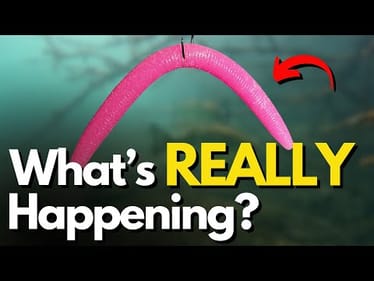 4 Hidden Truths About Our Bass Fishing Lures (Underwater Examples)