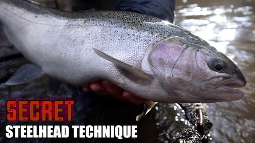 Crazy Lake Erie Steelhead Fishing Technique Catches so Many Steelhead!
