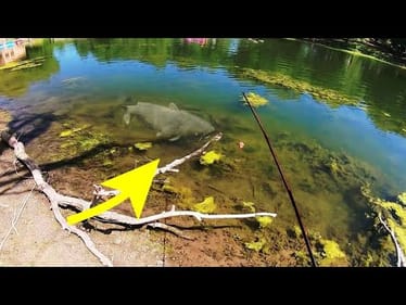 SIGHT FISHING for MONSTER CATFISH!! (CLEAR WATER)