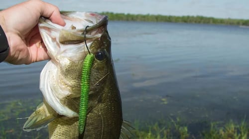 Spring Bank Fishing Tips for Spawning Bass