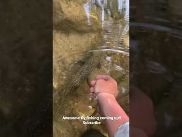 Petting a wild trout! #shorts