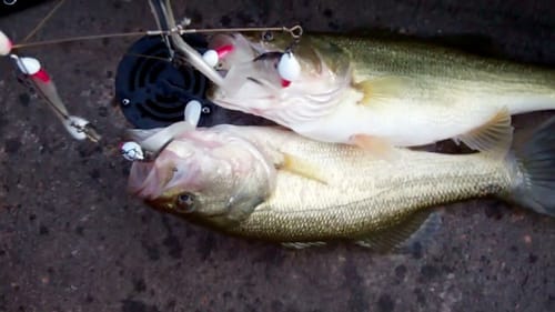 Alabama Rig Bass Fishing.