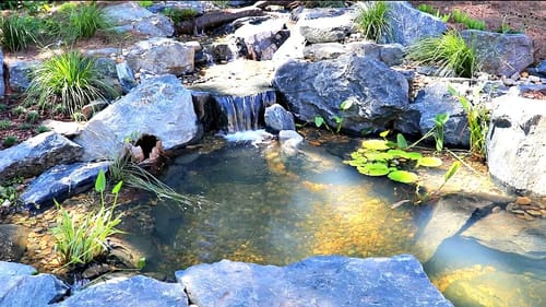 Adding Fish to the Bass Pond!!