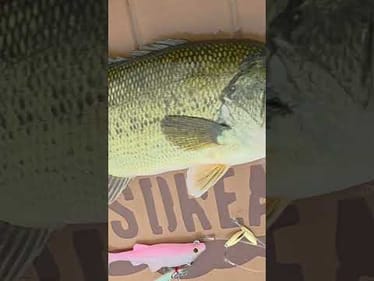 Biwaa Kapsiz HD 6" Swimbait + Quad Hover Rig