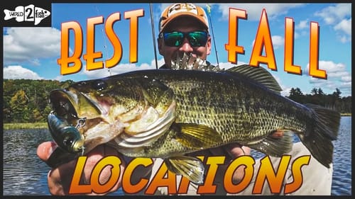 Fall Topwater Bass | When and Where to Fish Shallow