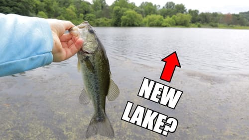 Fishing a NEW LAKE for Bass with Topwater! (Beginner tips to catch more bass!)