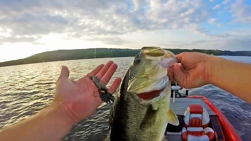 Fishing EEL GRASS & HYRDILLA with a Texas Rig! Lake Guntersville