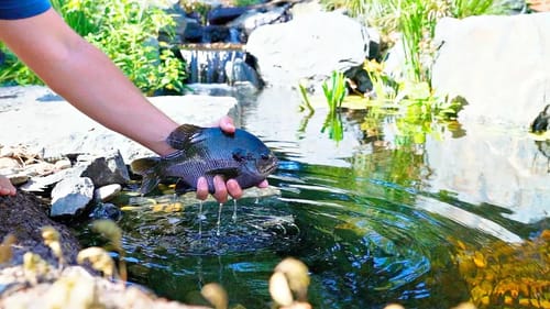 SHERIFF The MASSIVE BLUEGILL Enters the Backyard Bass Pond!