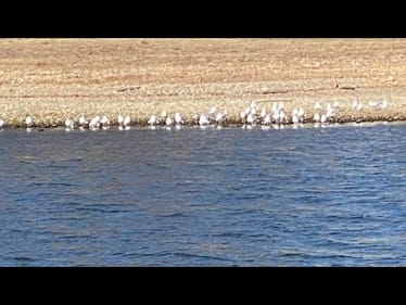 How Certain Birds Will Spook Bass And Ruin Your Fishing Area.