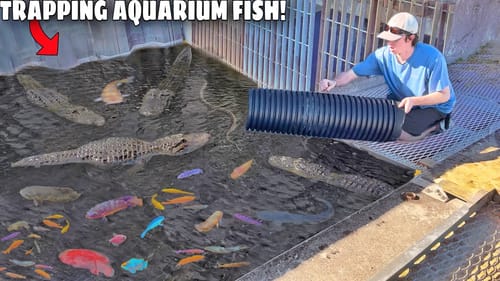 Trapping Aquarium Fish in ALLIGATOR INFESTED SPILLWAY!