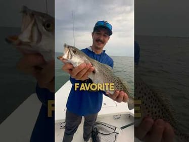 Inshore fishing with live croaker for big trout! #fishing #southpadre