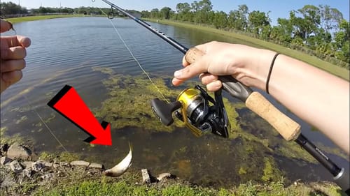 Live Bait in an Orlando Pond!
